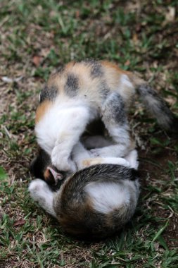 Şirin kediler bahçede yerde oynuyorlar