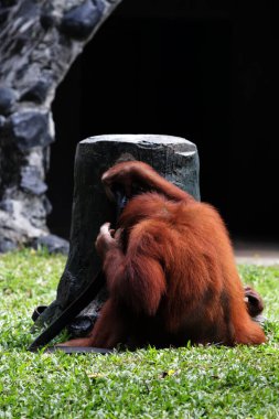 Hayvanat bahçesindeki çimlerin üzerinde kıllı kahverengi orangutan