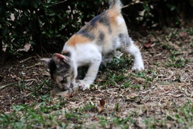 Bahçede yerde yatan sevimli kedi