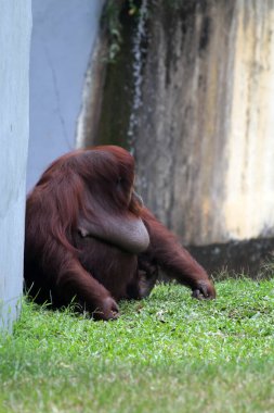 Hayvanat bahçesindeki çimlerin üzerinde kıllı kahverengi orangutan