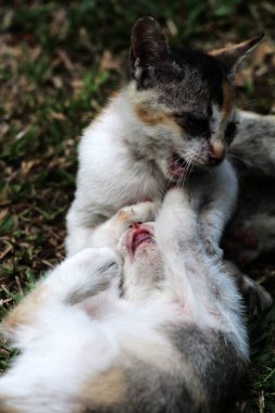 Şirin kediler bahçede yerde oynuyorlar