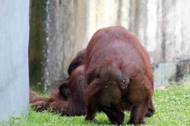 view of the two orangutans at the zoo clipart