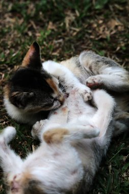 Şirin kediler bahçede yerde oynuyorlar