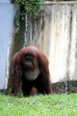 Hayvanat bahçesindeki çimlerin üzerinde kıllı kahverengi orangutan