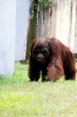 Hayvanat bahçesindeki çimlerin üzerinde kıllı kahverengi orangutan