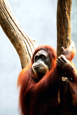 Bahçedeki ağaçlarda sallanan kırmızı bir orangutanın yakın plan çekimi.