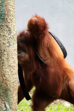 Hayvanat bahçesindeki erkek orangutana yakın çekim