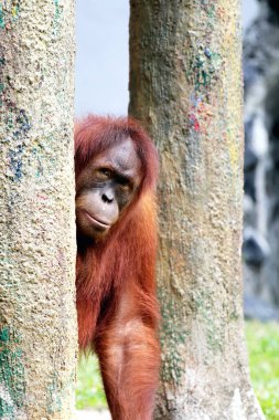 Hayvanat bahçesindeki erkek orangutana yakın çekim