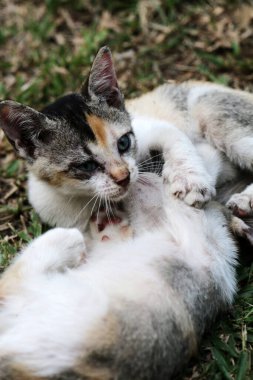 Şirin kediler bahçede yerde oynuyorlar