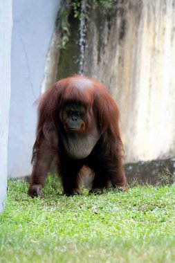 Hayvanat bahçesindeki çimlerin üzerinde kıllı kahverengi orangutan