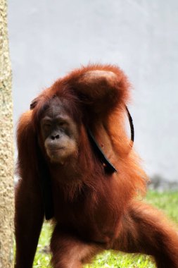 Hayvanat bahçesindeki erkek orangutana yakın çekim