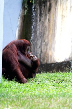 Hayvanat bahçesindeki çimlerin üzerinde kıllı kahverengi orangutan