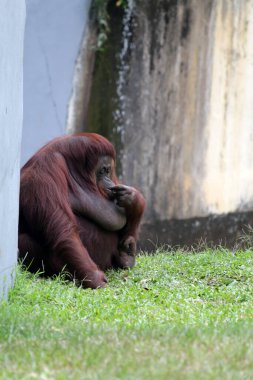 Hayvanat bahçesindeki çimlerin üzerinde kıllı kahverengi orangutan