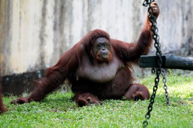 hairy brown orangutan on the grass at the zoo clipart