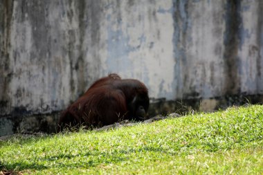 Hayvanat bahçesindeki çimlerin üzerinde kıllı kahverengi orangutan