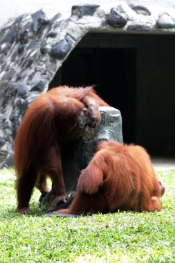 Hayvanat bahçesindeki iki orangutanın manzarası