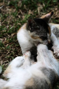 Şirin kediler bahçede yerde oynuyorlar
