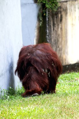 Hayvanat bahçesindeki çimlerin üzerinde kıllı kahverengi orangutan