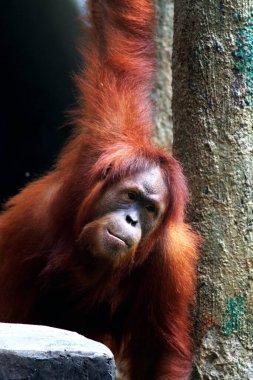 Hayvanat bahçesindeki erkek orangutana yakın çekim