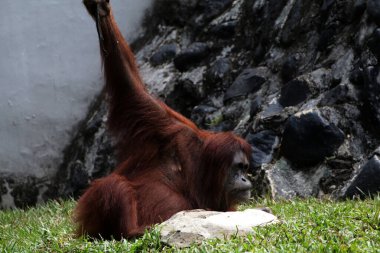 Hayvanat bahçesindeki çimlerin üzerinde kıllı kahverengi orangutan