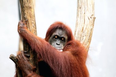 Bahçedeki ağaçlarda sallanan kırmızı bir orangutanın yakın plan çekimi.