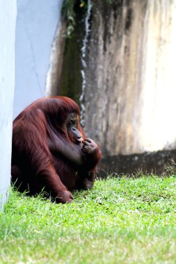 Hayvanat bahçesindeki çimlerin üzerinde kıllı kahverengi orangutan