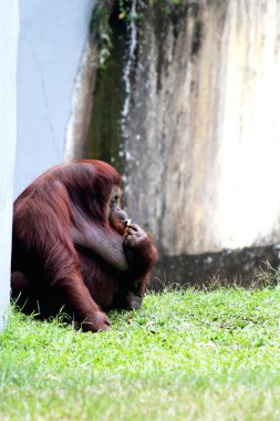 Hayvanat bahçesindeki çimlerin üzerinde kıllı kahverengi orangutan