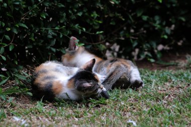 Şirin kediler bahçede yerde oynuyorlar