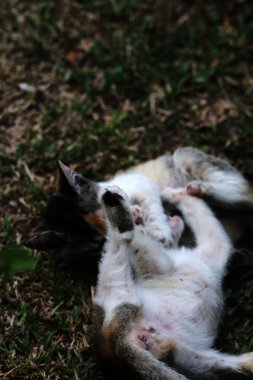 Şirin kediler bahçede yerde oynuyorlar