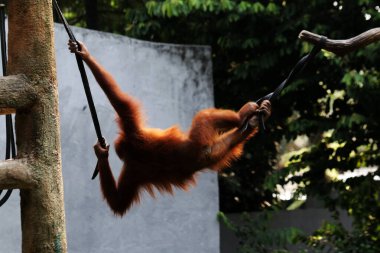 Hayvanat bahçesindeki kızıl saçlı orangutan manzarası.