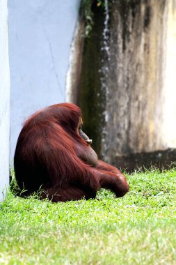 Hayvanat bahçesindeki kızıl saçlı orangutan manzarası.