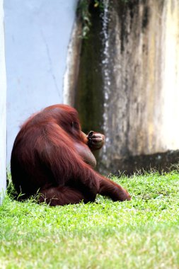 Hayvanat bahçesindeki kızıl saçlı orangutan manzarası.