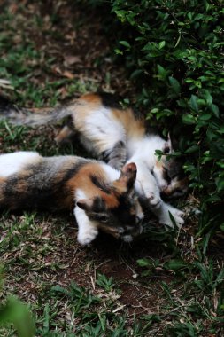 Şirin kediler bahçede yerde oynuyorlar