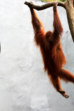 Hayvanat bahçesindeki kızıl saçlı orangutan manzarası.