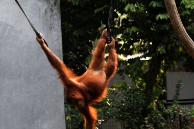 Hayvanat bahçesindeki kızıl saçlı orangutan manzarası.