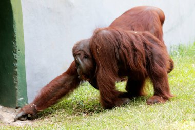 Hayvanat bahçesindeki iki orangutanın manzarası