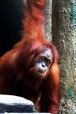 Hayvanat bahçesindeki kızıl saçlı orangutan manzarası.