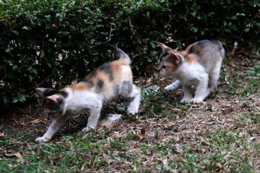 Şirin kediler bahçede yerde oynuyorlar