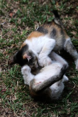 Şirin kediler bahçede yerde oynuyorlar