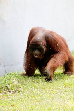 Hayvanat bahçesindeki kızıl saçlı orangutan manzarası.