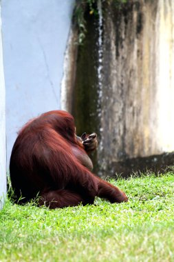 Hayvanat bahçesindeki kızıl saçlı orangutan manzarası.