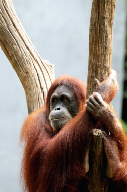 Hayvanat bahçesindeki kızıl saçlı orangutan manzarası.