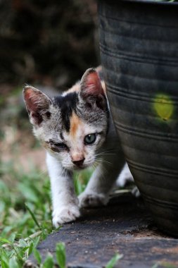 Bahçede yerde yatan sevimli kedi