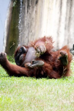 Hayvanat bahçesindeki kızıl saçlı orangutan manzarası.