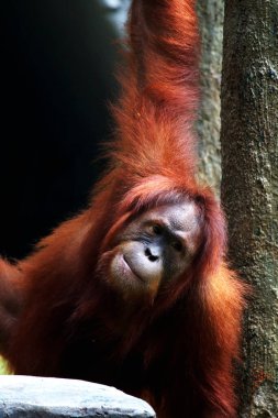 Hayvanat bahçesindeki kızıl saçlı orangutan manzarası.