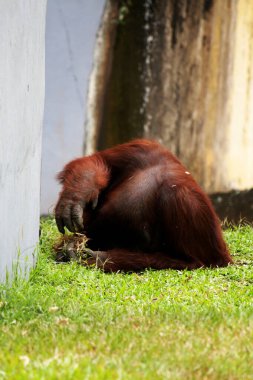 Hayvanat bahçesindeki kızıl saçlı orangutan manzarası.