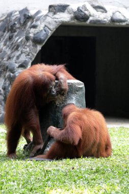 Hayvanat bahçesindeki iki orangutanın manzarası