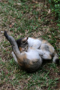 Şirin kediler bahçede yerde oynuyorlar