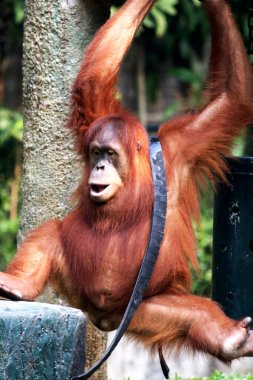 Hayvanat bahçesindeki kızıl saçlı orangutan manzarası.