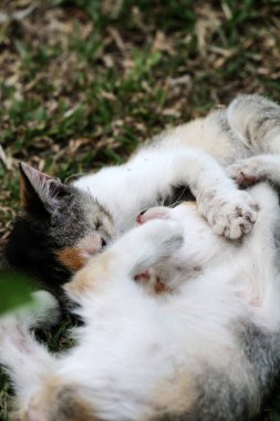 Şirin kediler bahçede yerde oynuyorlar
